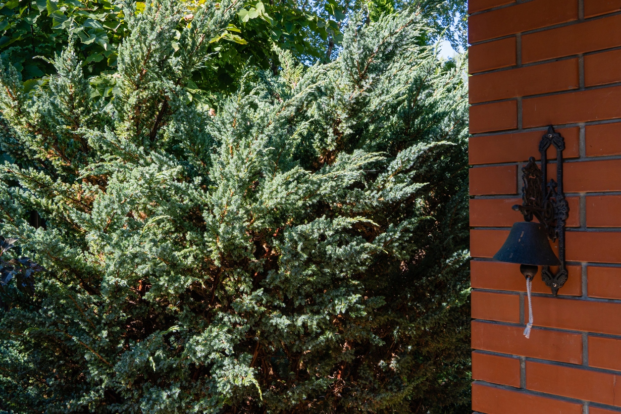 Jałowiec chiński BLUE ALPS / ŁATWY W UPRAWIE Kod producenta Jałowiec chiński BLUE ALPS